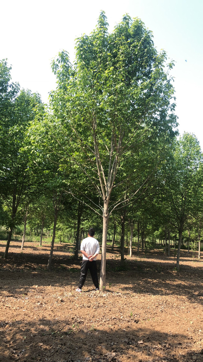 玉兰树
