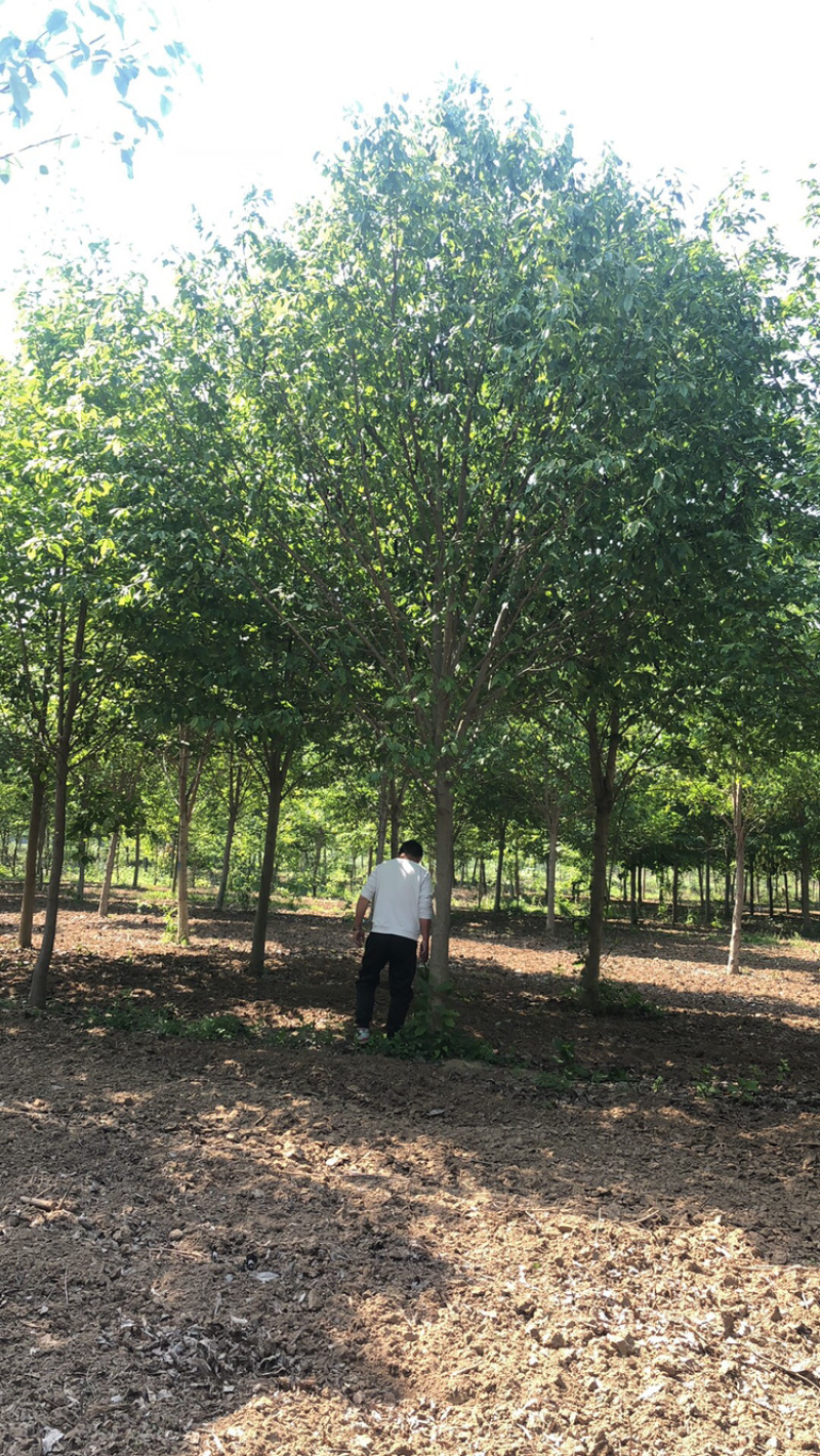 玉兰树