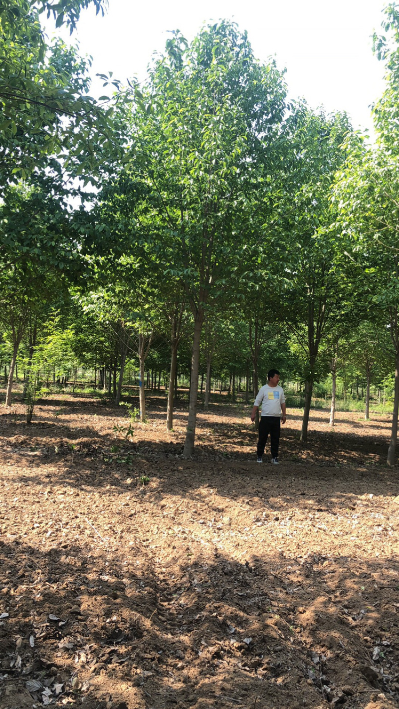 玉兰树