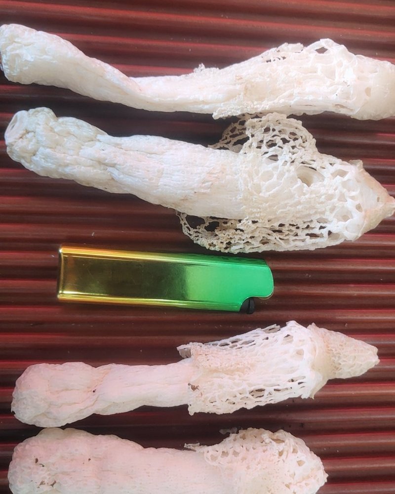 全国包邮云南精品食用菌野生菌贵州红托竹荪