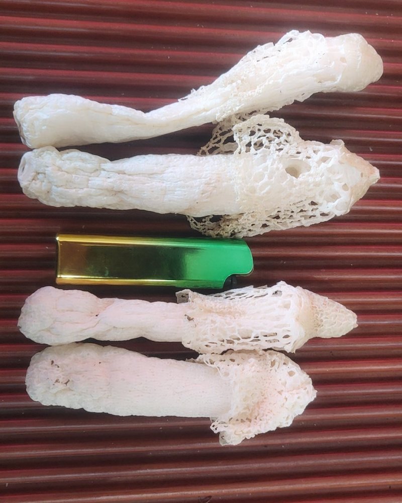全国包邮云南精品食用菌野生菌贵州红托竹荪
