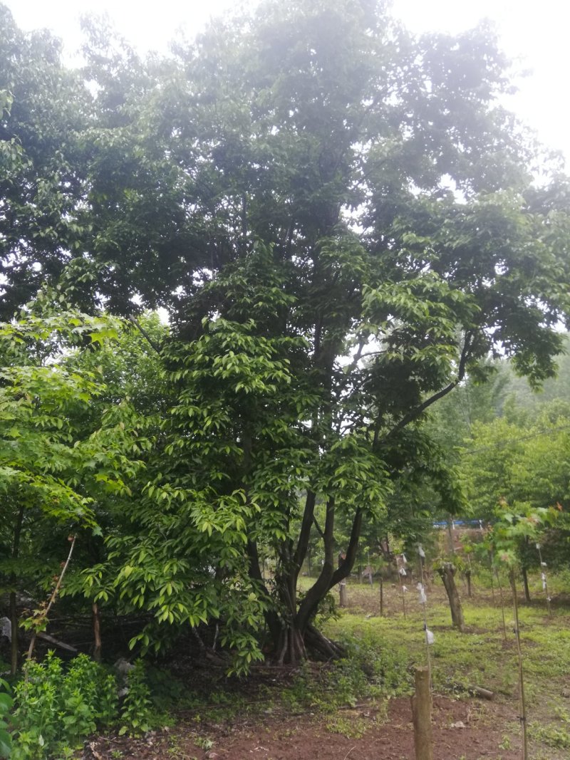 河南南阳供应3---15米丛生精品玉兰，二乔玉兰