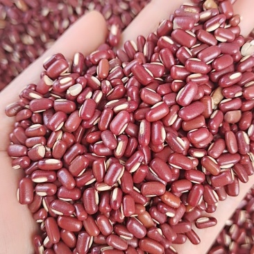 赤小豆红豆大货批发一手货源
