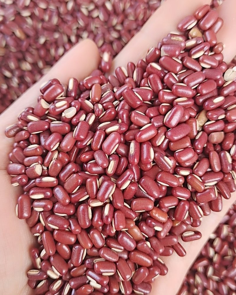 赤小豆红豆大货批发一手货源