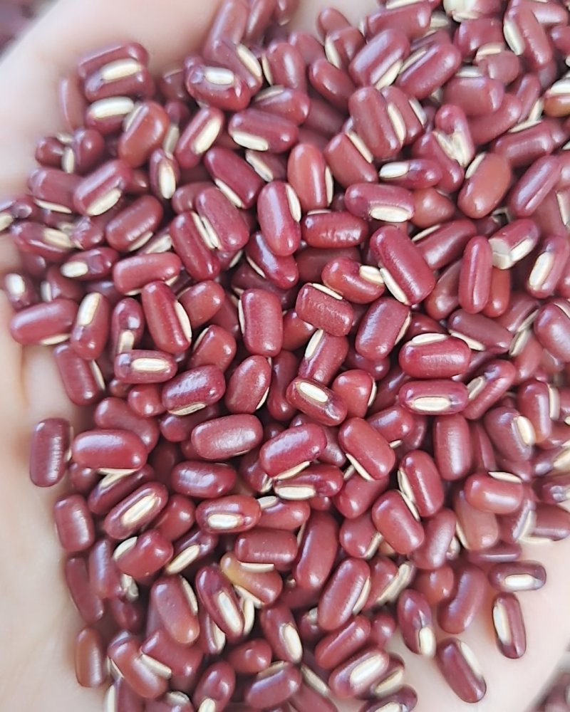 赤小豆红豆大货批发一手货源