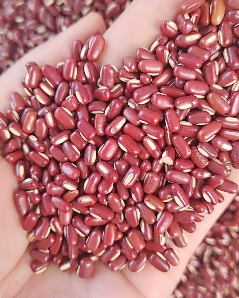 赤小豆红豆大货批发一手货源