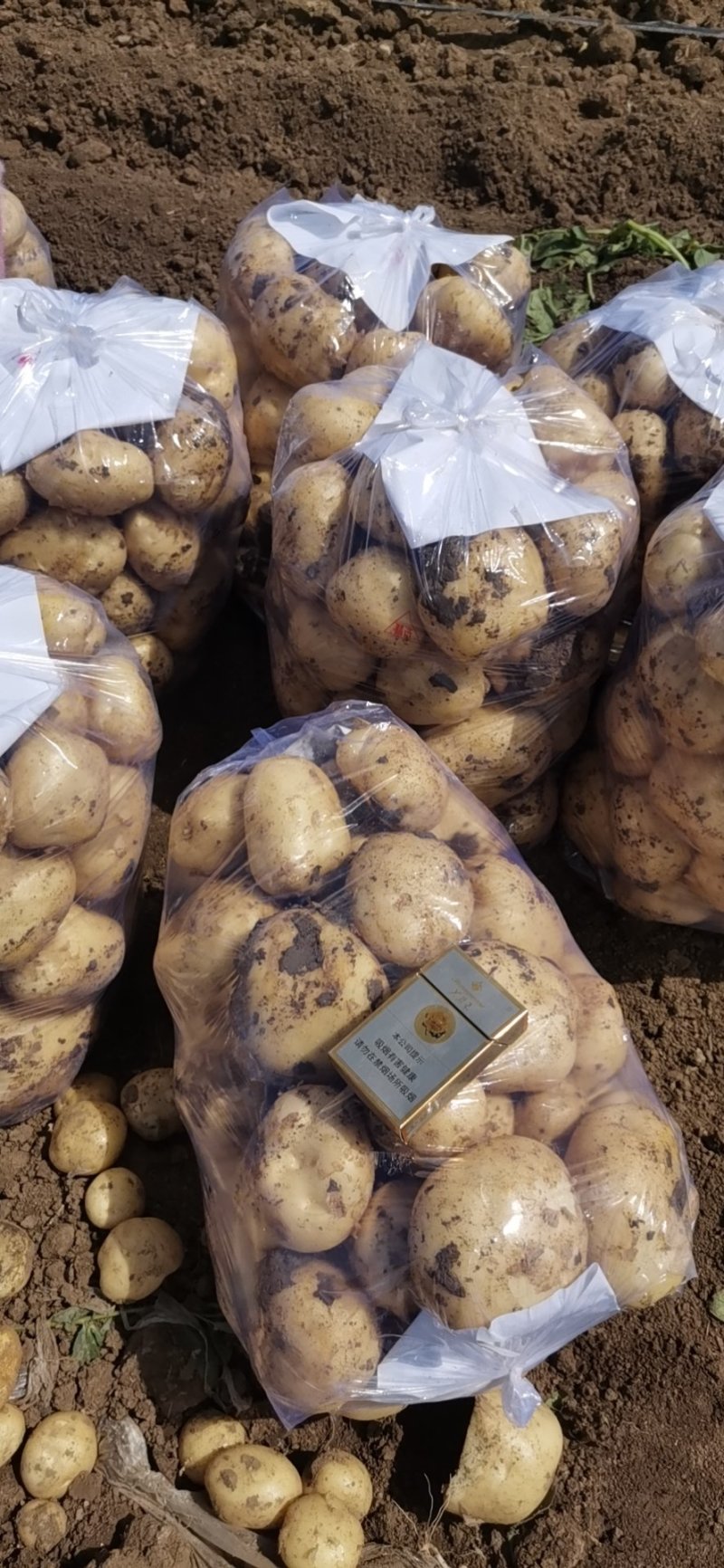 南阳土豆早大白中薯五号大量上市