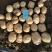 南阳土豆早大白中薯五号大量上市