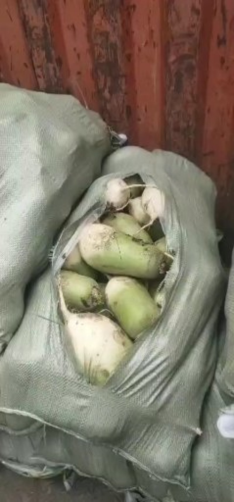 精品青萝卜，电商超市，养殖厂，加工厂，量大从优，产地直发
