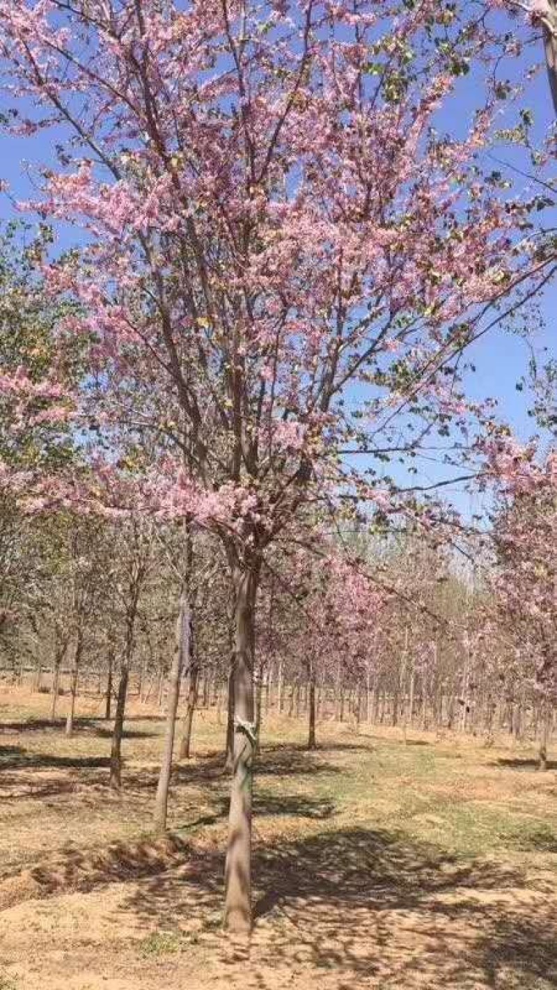 河南南阳供应精品3---30公分巨紫荆
