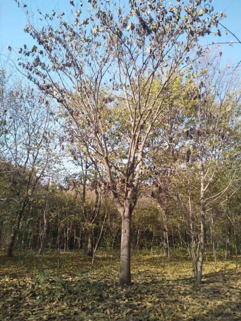 河南南阳供应精品3---30公分巨紫荆