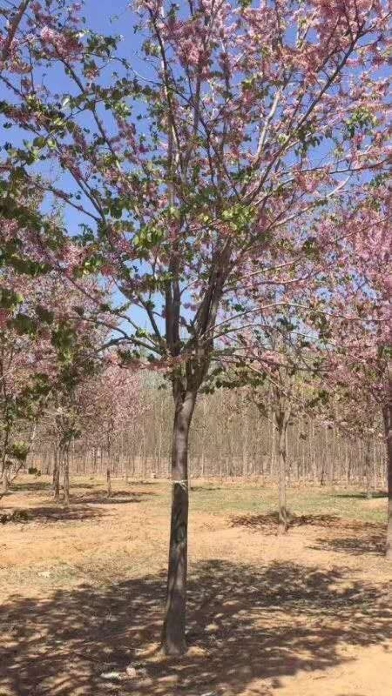 河南南阳供应精品3---30公分巨紫荆