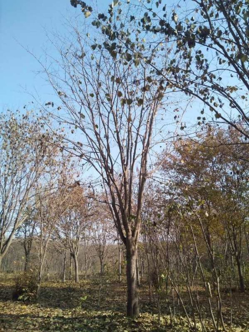 河南南阳供应精品3---30公分巨紫荆
