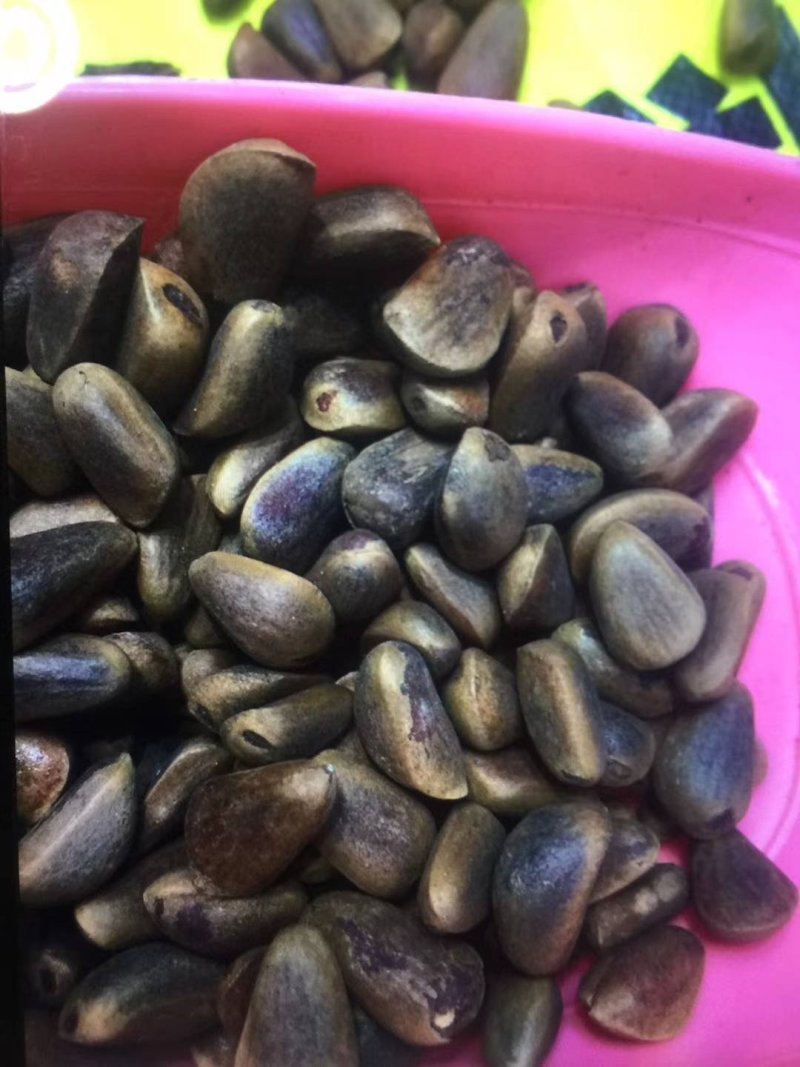 东北特产红松子一一大籽生籽质量好