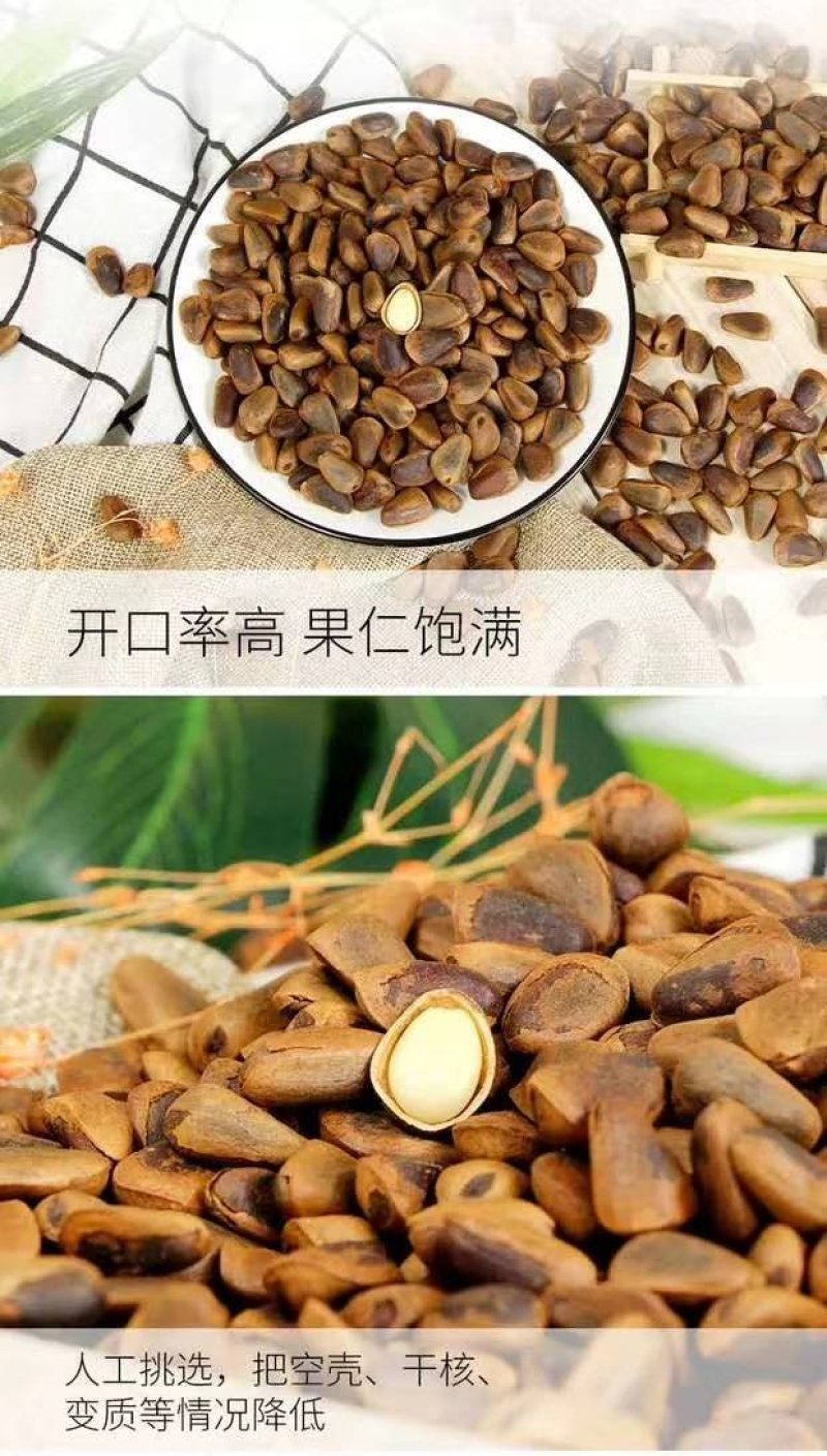 东北特产红松子一一大籽生籽质量好