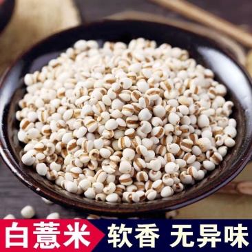 薏米仁薏米大货批发一手货源价格优惠