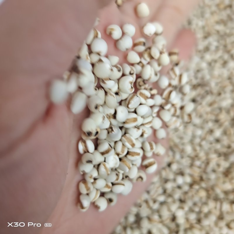 薏米仁薏米大货批发一手货源价格优惠
