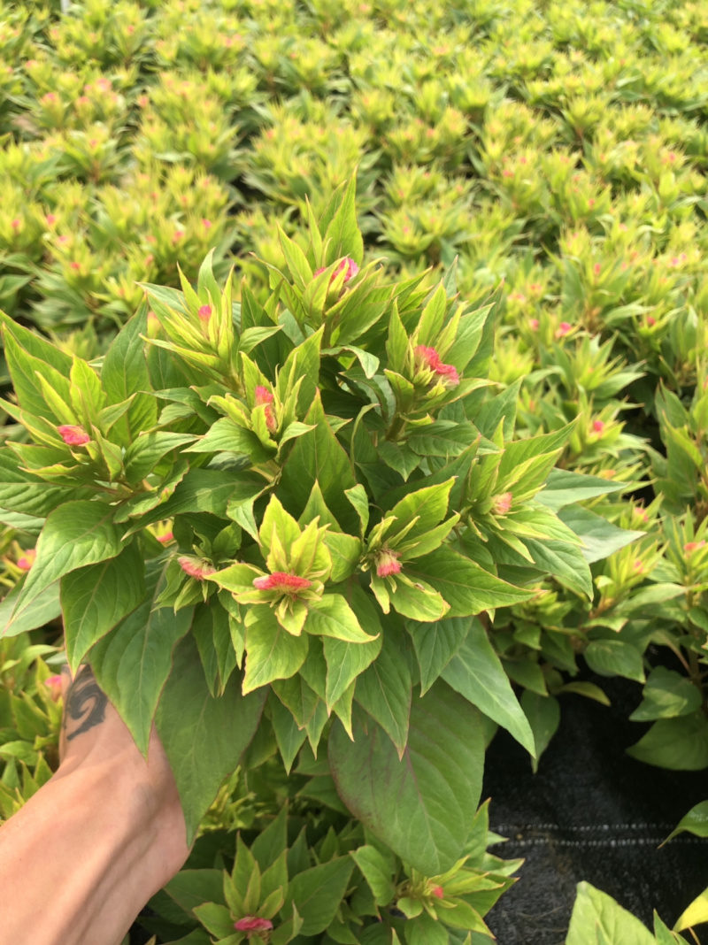 泥碳土时花袋苗