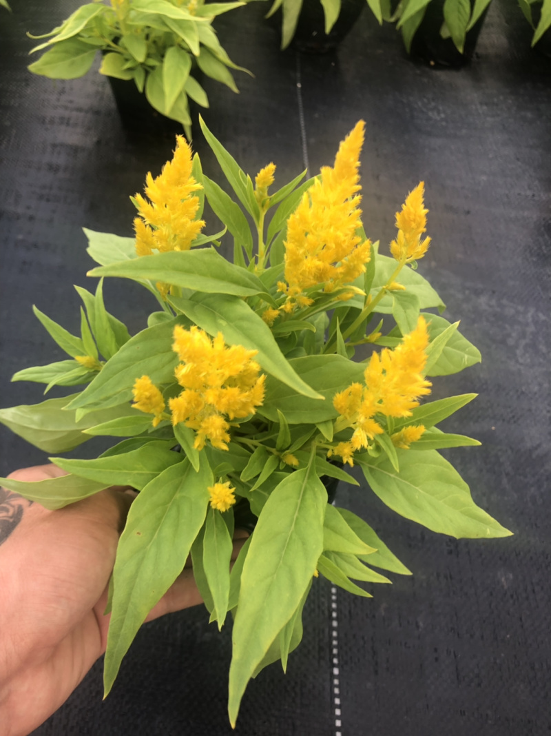 泥碳土时花袋苗