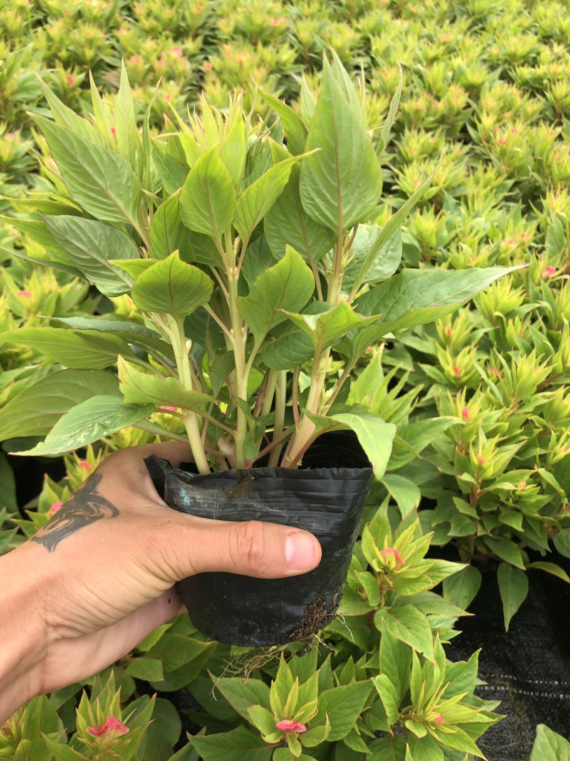 泥碳土时花袋苗