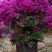 树形三角梅，球形三角梅，三角梅基地直销，批发