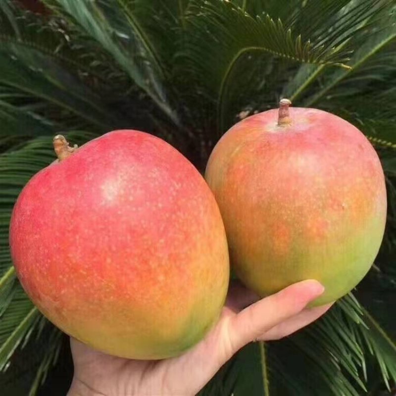 【支持一件代发】澳芒芒果中的爱马仕，精品水果