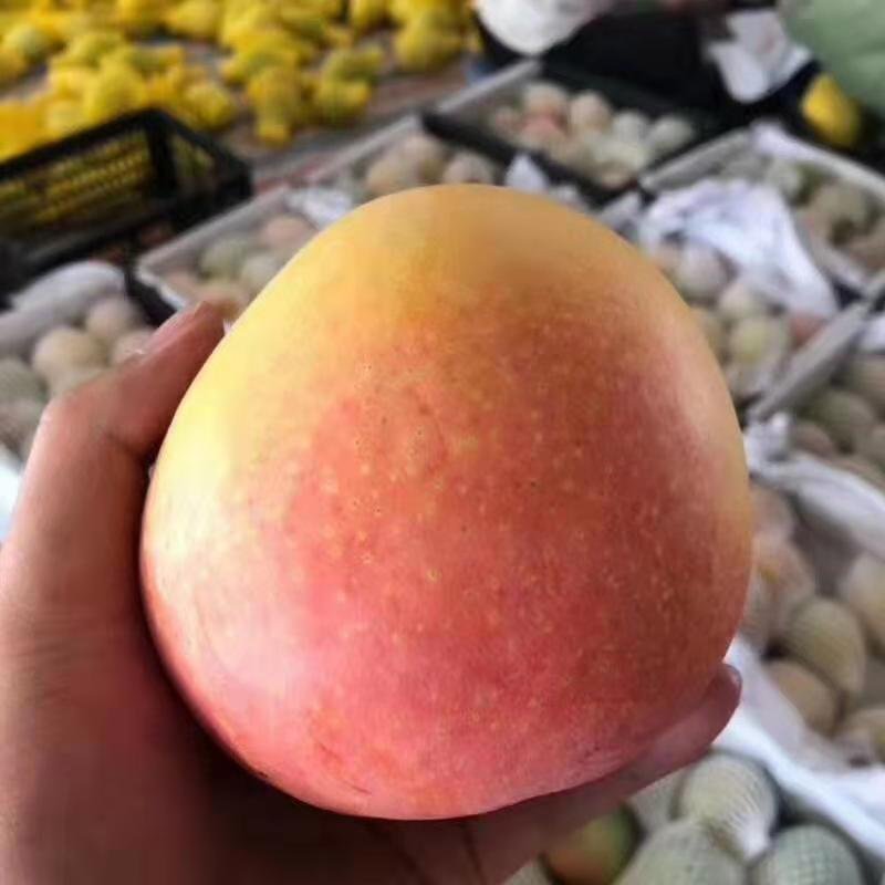 【支持一件代发】澳芒芒果中的爱马仕，精品水果