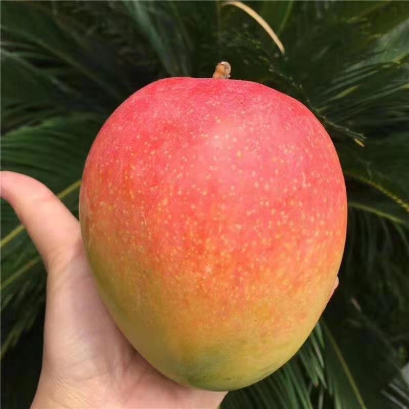 【支持一件代发】澳芒芒果中的爱马仕，精品水果