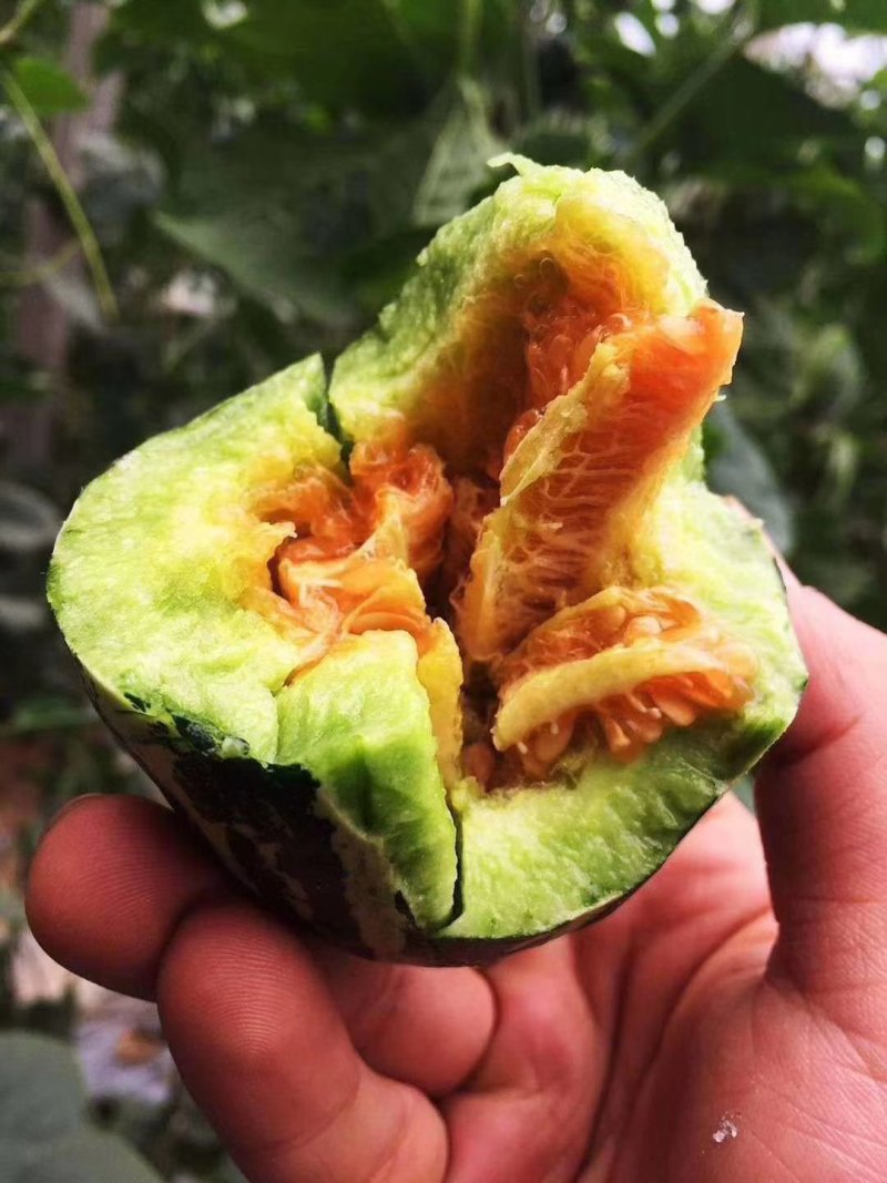 山东博洋甜瓜博洋九号九一。大量现货大量上市成熟度好现摘现