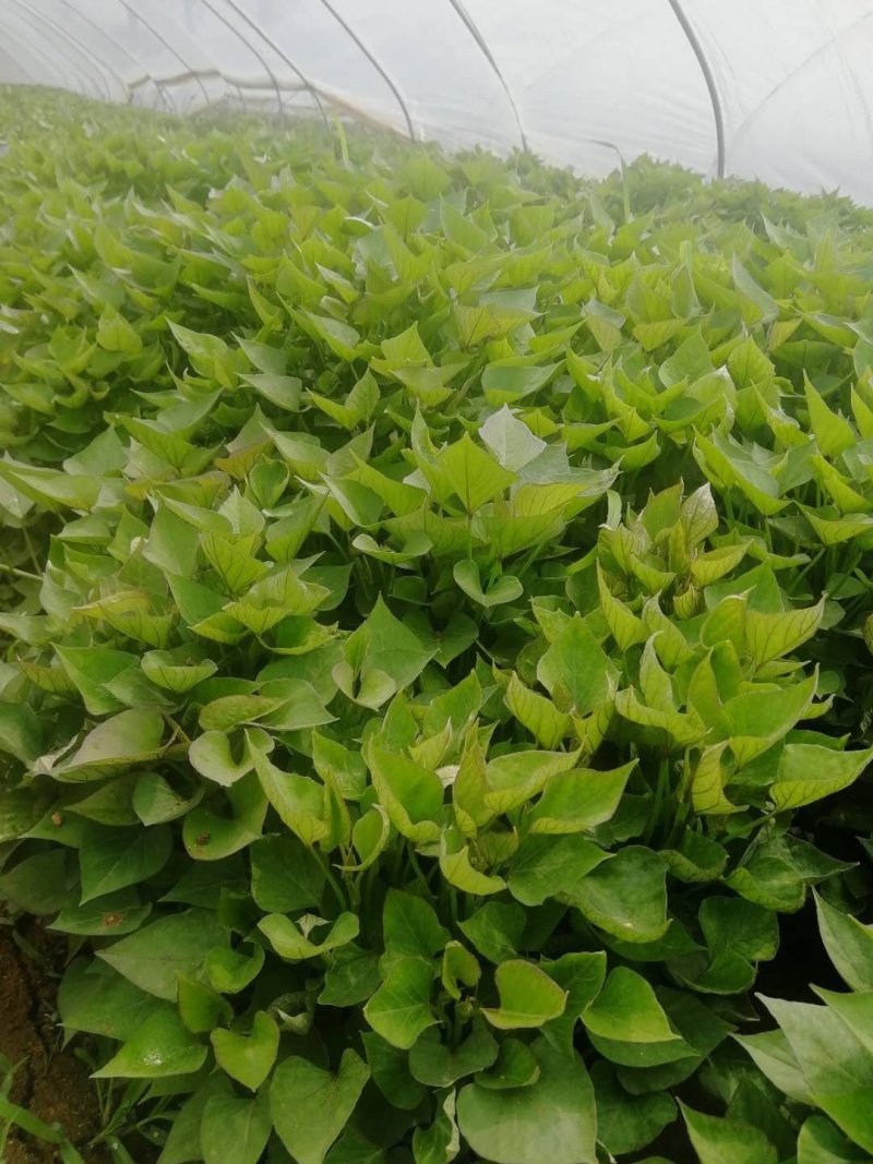红薯苗