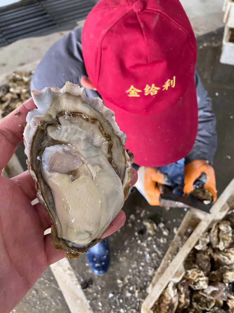 乳山刺身生蚝三倍体牡蛎