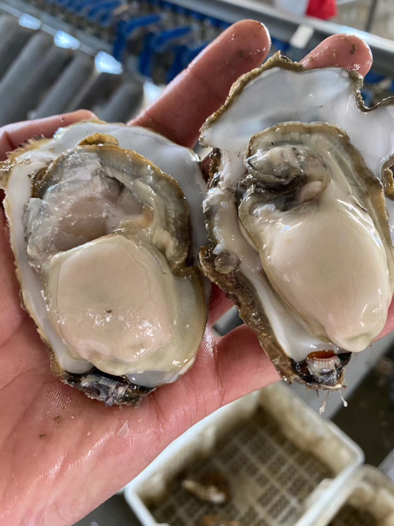 乳山刺身生蚝三倍体牡蛎