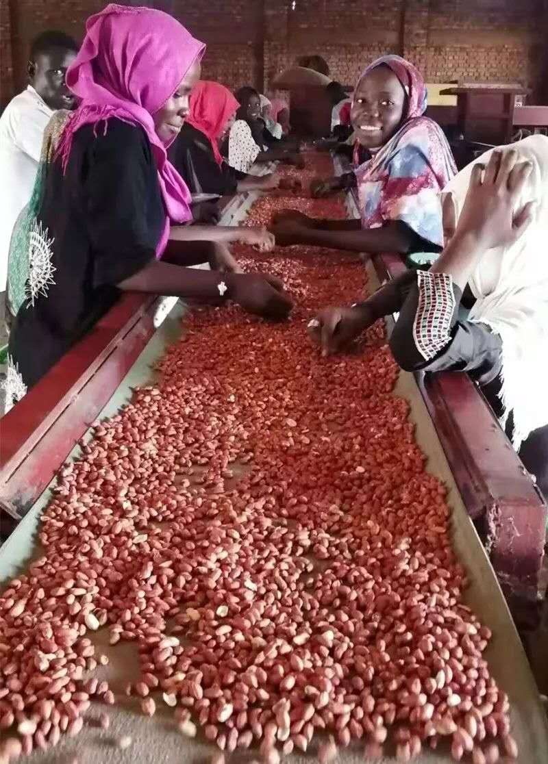 苏丹小白沙，花生米精米，一手货源，海外直采