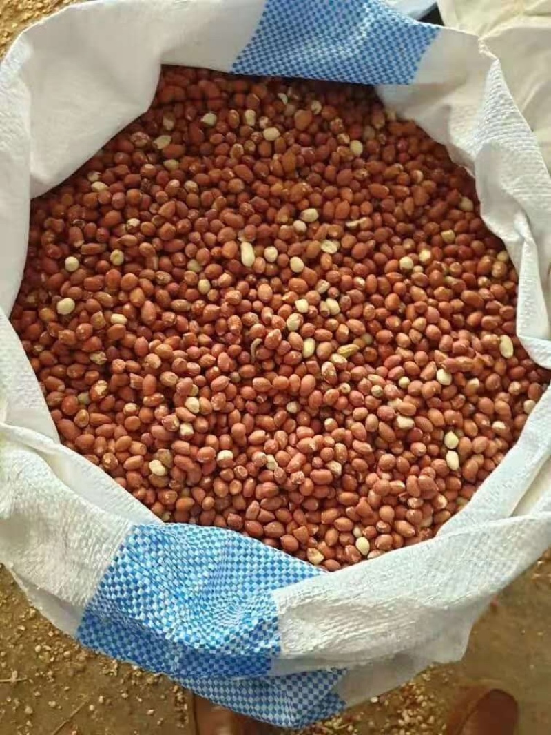 苏丹小白沙，花生米精米，一手货源，海外直采