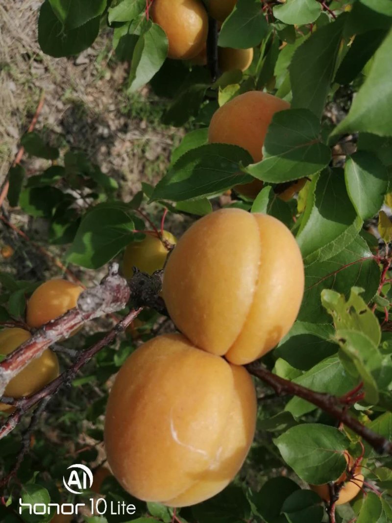 金太阳杏