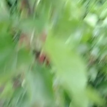 桑葚