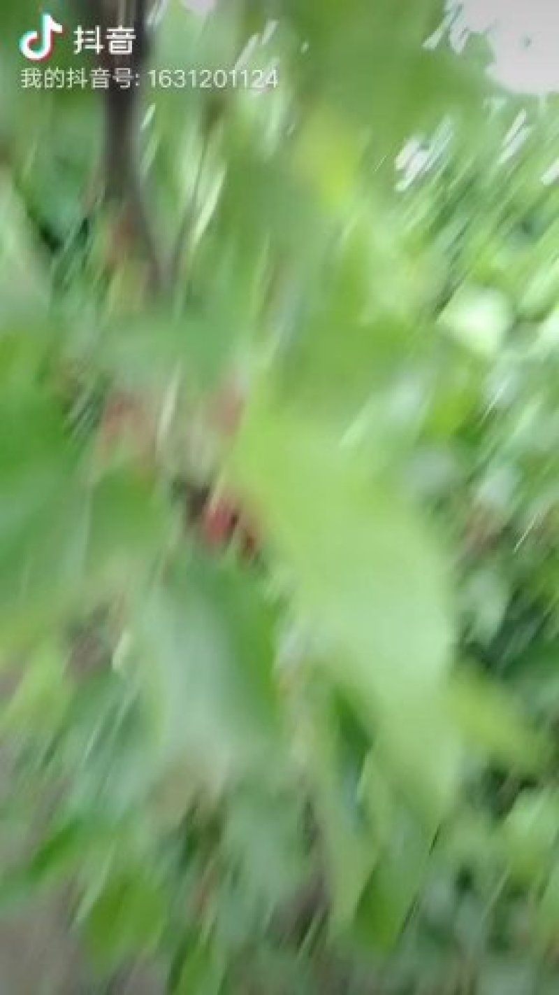 桑葚