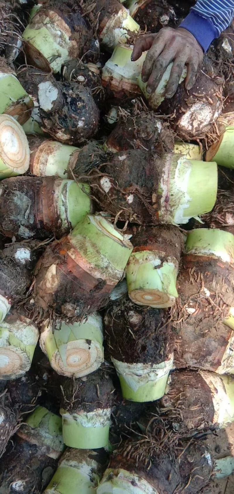 荔浦芋头现挖现发，对接批发市场，酒店，零售，超市