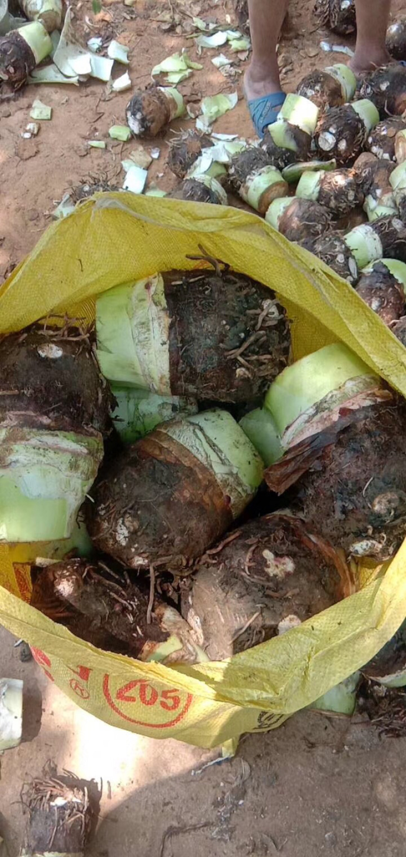 荔浦芋头现挖现发，对接批发市场，酒店，零售，超市