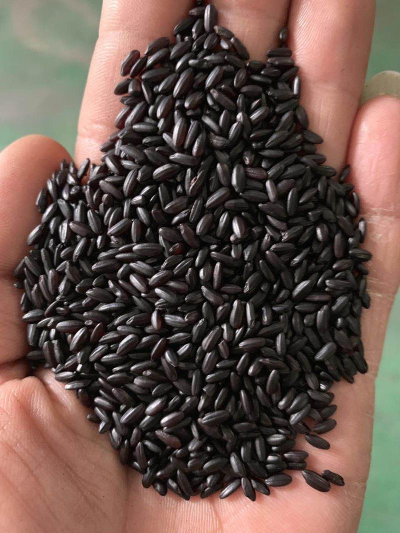 精品优质黑米产地直供质量保证价格低廉货发全国