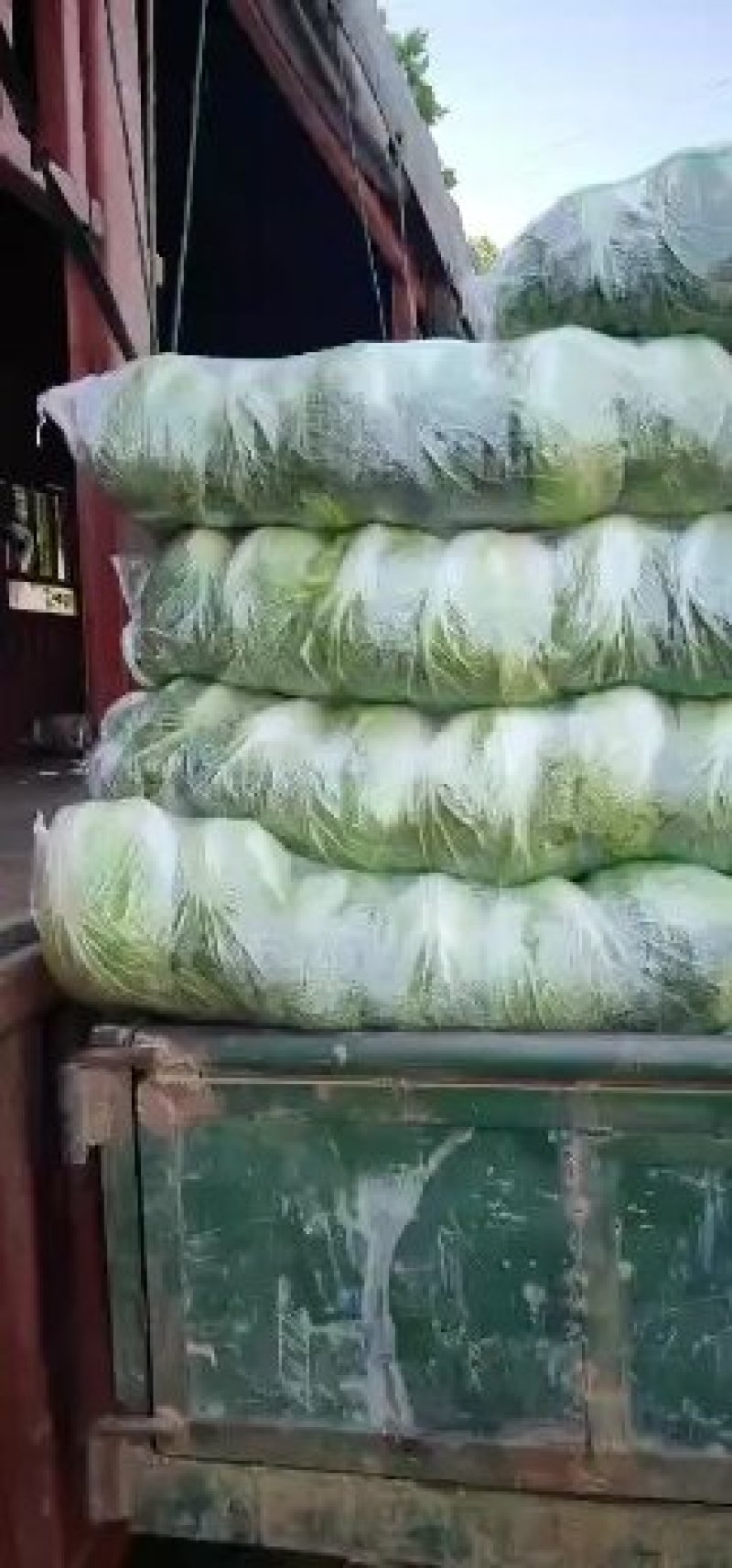 陆地小黄心大白菜大量上市3-5斤支持各种包装