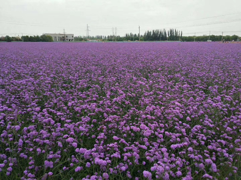 柳叶马鞭草种子马鞭草花种子产地直销欢迎电话咨询