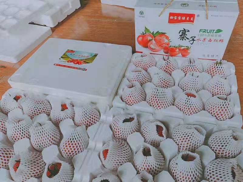 草莓西红柿，熊蜂授粉无激素，绿肩浓，糖度高，口感好。