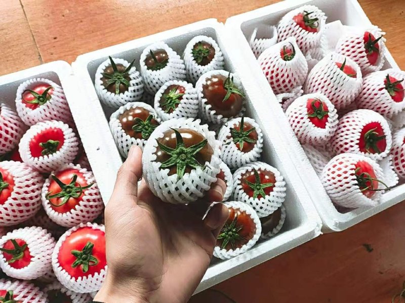 草莓西红柿，熊蜂授粉无激素，绿肩浓，糖度高，口感好。