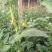 高青绿鹏果蔬种植合作社水果西红柿