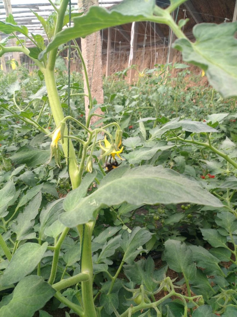 高青绿鹏果蔬种植合作社水果西红柿