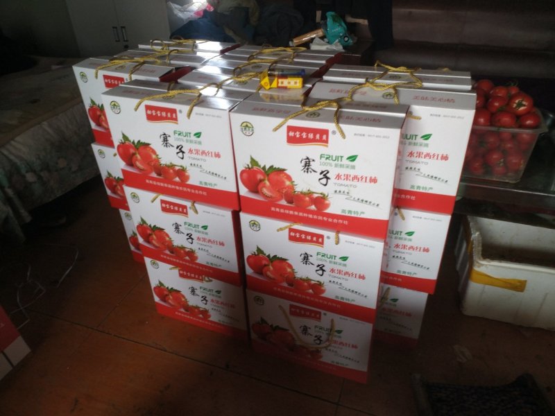 高青绿鹏果蔬种植合作社水果西红柿