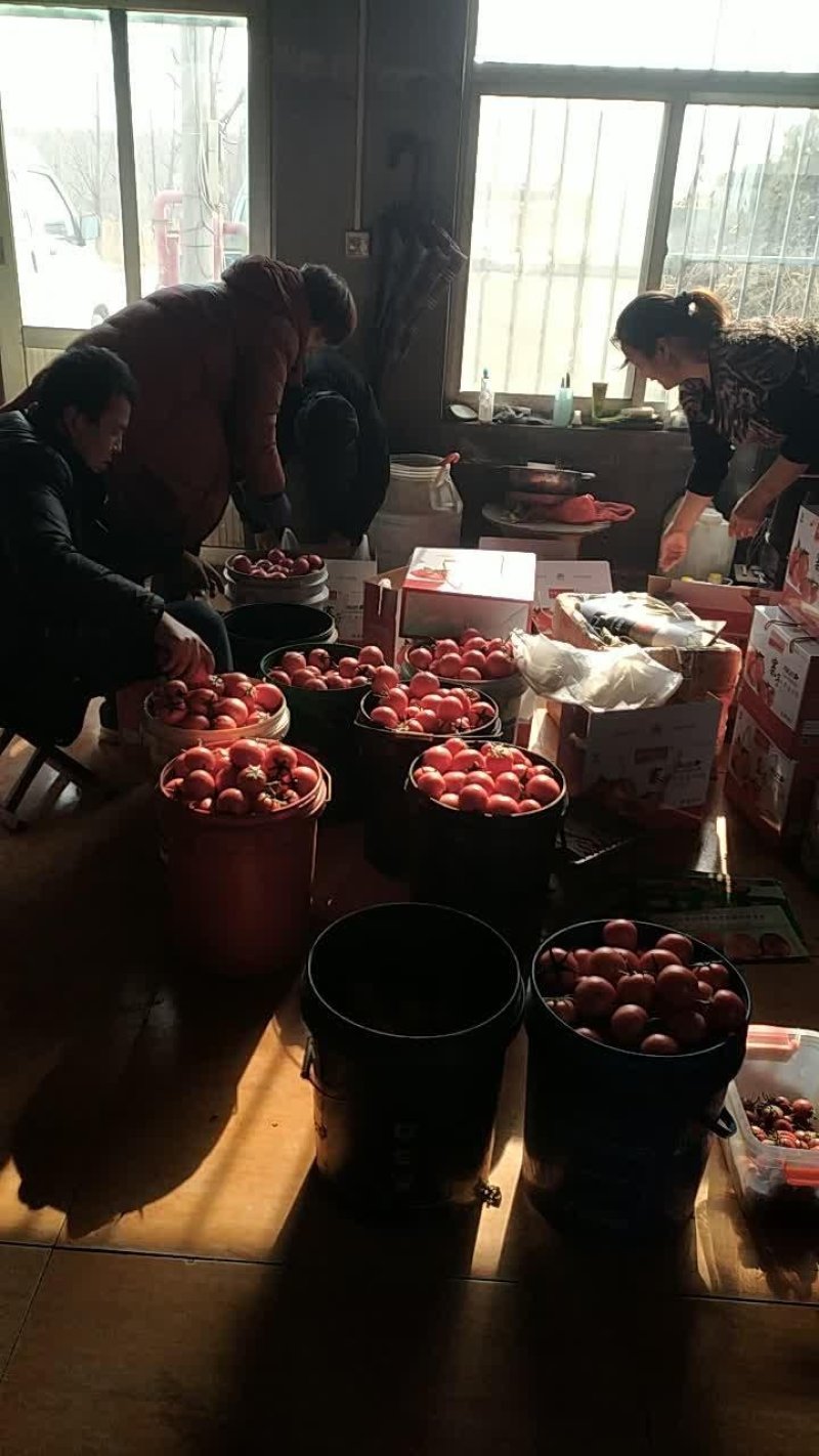 高青绿鹏果蔬种植合作社水果西红柿