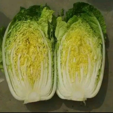 大白菜