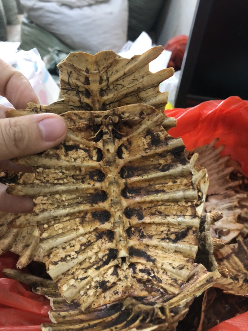 炮制鳖甲